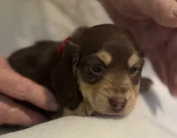 Sully, a male Miniature Dachshund for sale in Live Oak, FL – 1 of 3