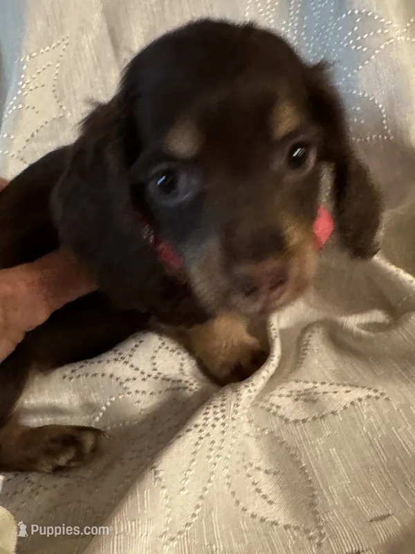 Jolene – Miniature Dachshund puppy for sale in Live Oak, FL