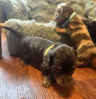 Lokie, a male Miniature Dachshund for sale in Live Oak, FL – 4 of 7