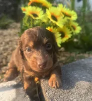 Jolene, a female Miniature Dachshund for sale in Live Oak, FL – 2 of 3