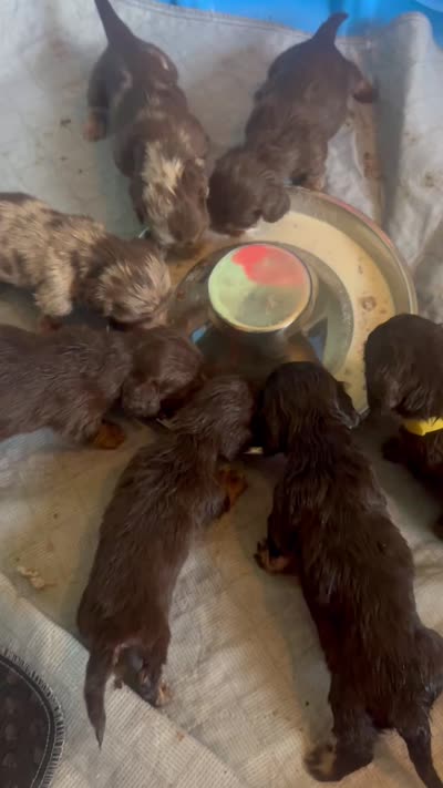 Josie, a female Miniature Dachshund for sale in Live Oak, FL – 5 of 5