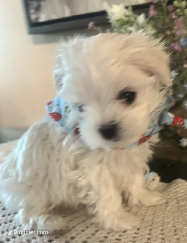 Zion – Maltese puppy for sale in Live Oak, FL