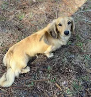 Ryker, a male Dachshund for sale in Live Oak, FL – 5 of 5