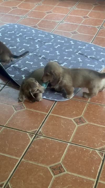 Fritzy, a male Dachshund for sale in Live Oak, FL – 6 of 6