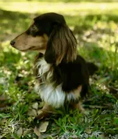 Lokie, a male Miniature Dachshund for sale in Live Oak, FL – 3 of 7