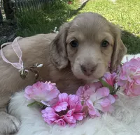 Fancy, a female Dachshund for sale in Live Oak, FL – 2 of 4