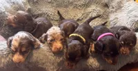 Joelle, a female Miniature Dachshund for sale in Live Oak, FL – 3 of 6