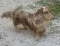 Lokie, a male Miniature Dachshund for sale in Live Oak, FL – 5 of 7