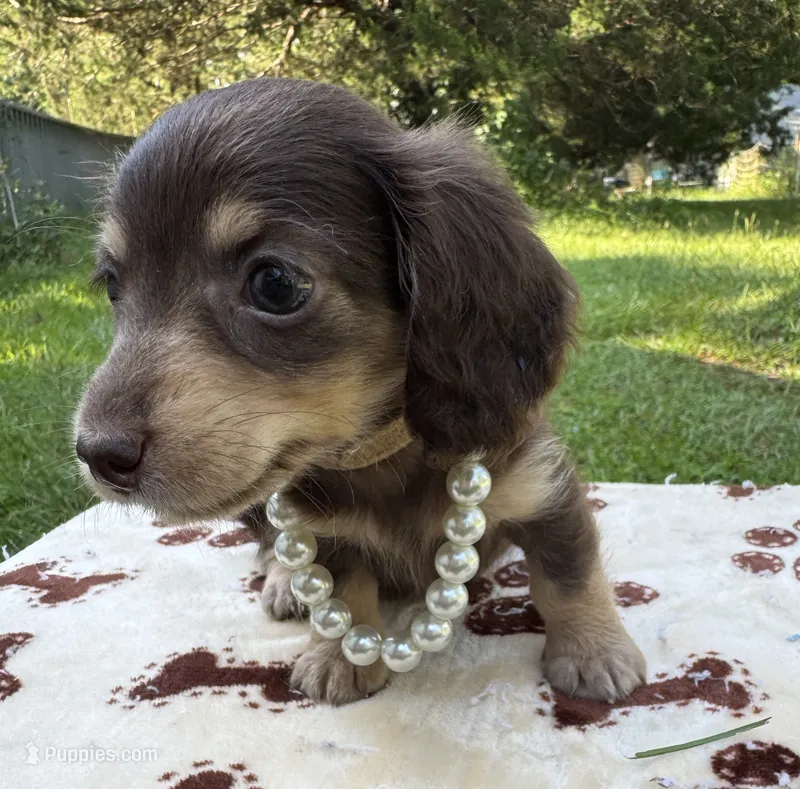 Jolene – Miniature Dachshund puppy for sale in Live Oak, FL