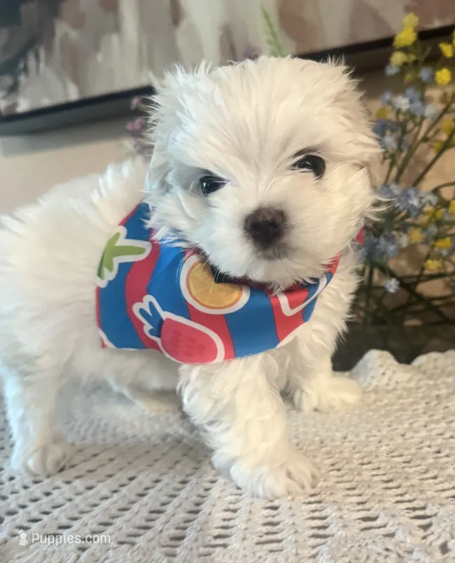 Micha – Maltese puppy for sale in Live Oak, FL