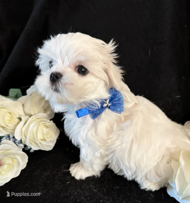 Zion – Maltese puppy for sale in Live Oak, FL
