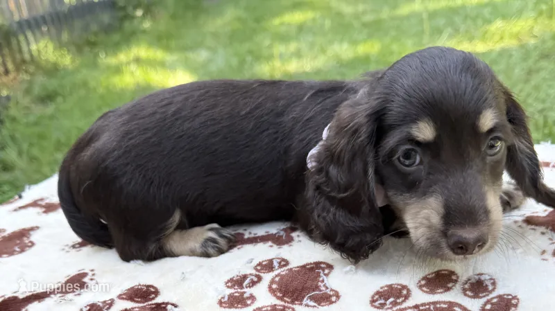 jaycee – Miniature Dachshund puppy for sale in Live Oak, FL