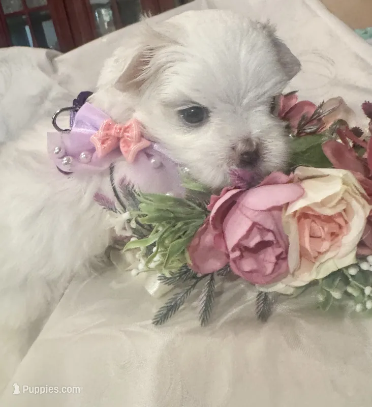 Arabella – Maltese puppy for sale in Live Oak, FL
