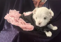Arabella, a female Maltese for sale in Live Oak, FL – 2 of 6