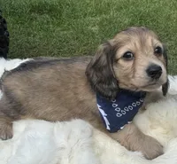 Sailoor, a male Dachshund for sale in Live Oak, FL – 2 of 3
