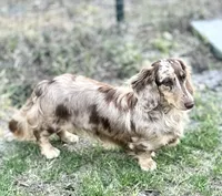 Jolie, a female Miniature Dachshund for sale in Live Oak, FL – 4 of 6