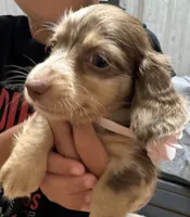Josie, a female Miniature Dachshund for sale in Live Oak, FL – 1 of 3