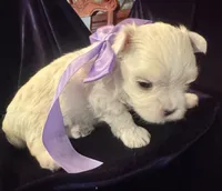 Micha, a male Maltese for sale in Live Oak, FL – 2 of 3