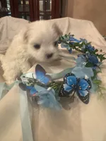 Micha, a male Maltese for sale in Live Oak, FL – 3 of 4