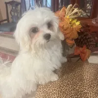 Barney, a male Maltese for sale in Live Oak, FL – 5 of 6