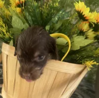 Josie, a female Miniature Dachshund for sale in Live Oak, FL – 4 of 5