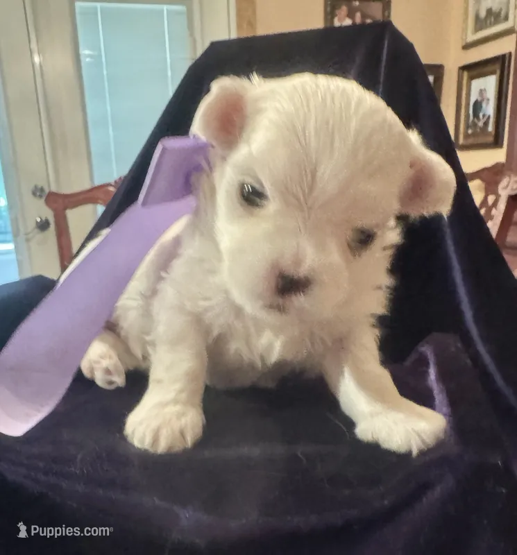 Micha – Maltese puppy for sale in Live Oak, FL