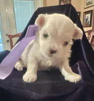 Micha, a male Maltese for sale in Live Oak, FL – 1 of 3