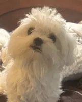 Arabella, a female Maltese for sale in Live Oak, FL – 5 of 6