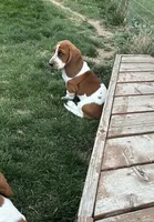 Sage, a female Basset Hound for sale in Omak, WA – 2 of 10