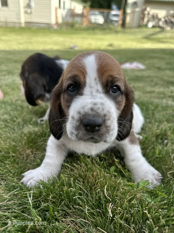 Sage – Basset Hound puppy for sale in Omak, WA