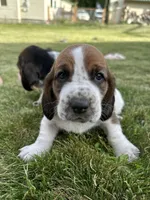 Sage, a female Basset Hound for sale in Omak, WA – 10 of 10