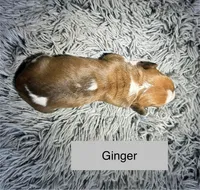 Ginger, a female Basset Hound for sale in Omak, WA – 2 of 2