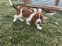 Nutmeg, a female Basset Hound for sale in Omak, WA – 3 of 10