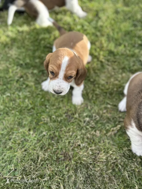Cinnamon  – Basset Hound puppy for sale in Omak, WA