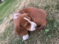 Cinnamon , a female Basset Hound for sale in Omak, WA – 9 of 10