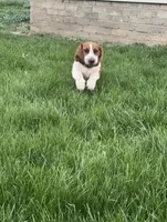 Sage, a female Basset Hound for sale in Omak, WA – 4 of 10