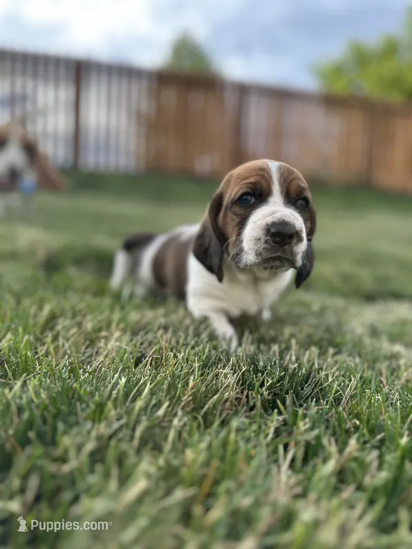 Nutmeg – Basset Hound puppy for sale in Omak, WA