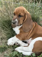 Pepper, a female Basset Hound for sale in Omak, WA – 4 of 10
