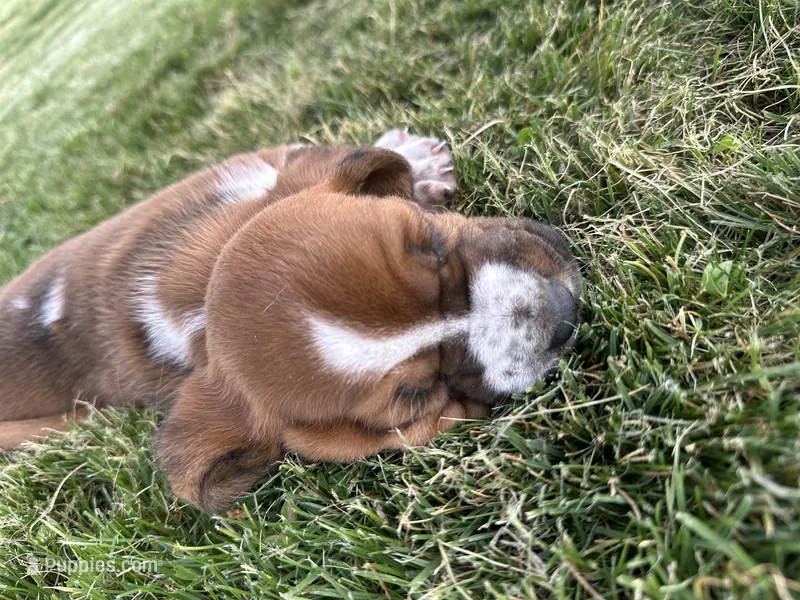 Ginger – Basset Hound puppy for sale in Omak, WA