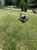 Sage, a female Basset Hound for sale in Omak, WA – 7 of 10