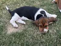 Rosemary, a female Basset Hound for sale in Omak, WA – 2 of 10