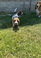 Sage, a female Basset Hound for sale in Omak, WA – 5 of 10