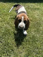 Sage, a female Basset Hound for sale in Omak, WA – 6 of 10