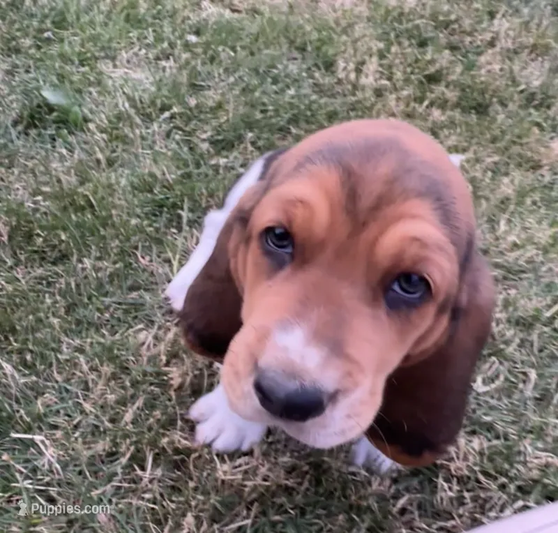 Sumac – Basset Hound puppy for sale in Omak, WA