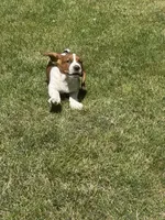 Nutmeg, a female Basset Hound for sale in Omak, WA – 8 of 10