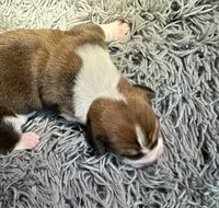 Adobo, a male Basset Hound for sale in Omak, WA – 2 of 2