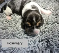 Rosemary, a female Basset Hound for sale in Omak, WA – 7 of 7