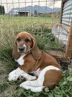 Pepper, a female Basset Hound for sale in Omak, WA – 2 of 10