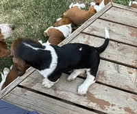 Rosemary, a female Basset Hound for sale in Omak, WA – 3 of 10