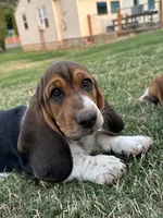 Rosemary, a female Basset Hound for sale in Omak, WA – 1 of 10